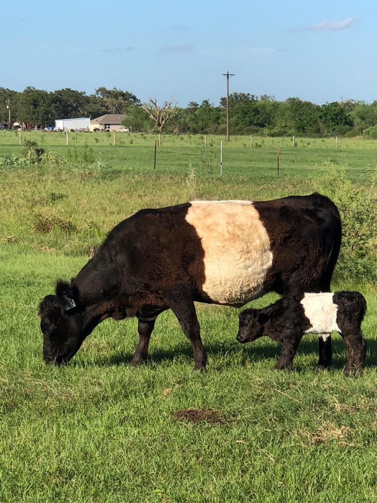Oreo Cows for Sale