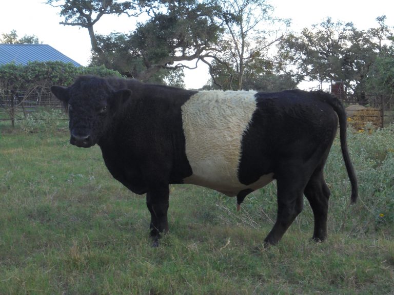 Oreo Cow Bull