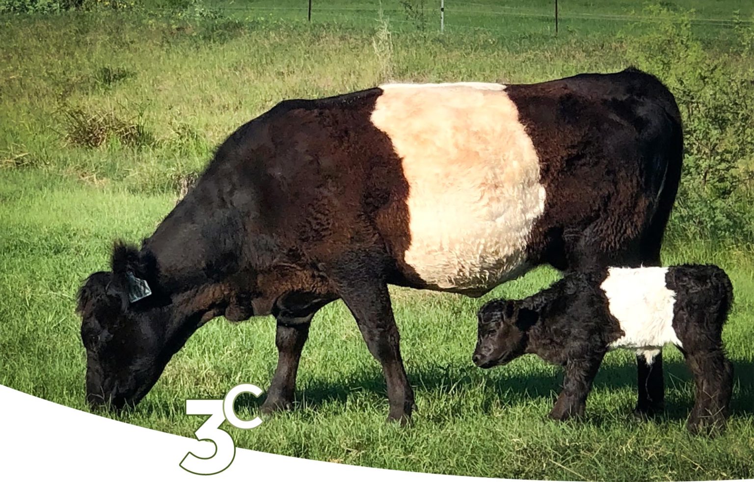 Oreo Cows for Sale - Oreo Cows / Belted Galloway Cattle